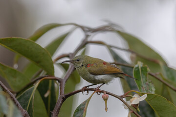 Beautiful bird of Temminck's Sunbird female of Sabah, Borneo