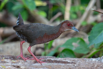 Nature wildlife footage of Ruddy-breasted Crake