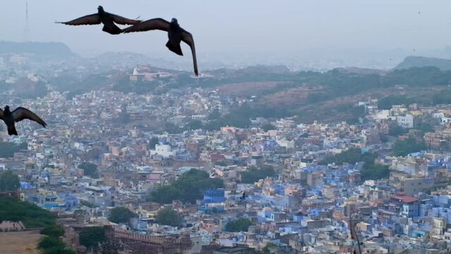 Jodhpur the Blue City aerial view. Blue painted houses and birds flying in the morning above brahmin houses, view from Mehrangarh Fort, Rajasthan, India. Camera horizontal pan