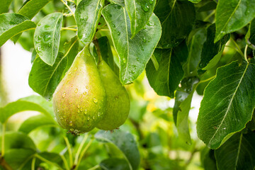 A pear grows on a tree in drops after rain, close-up. Fruits in the garden in the dew