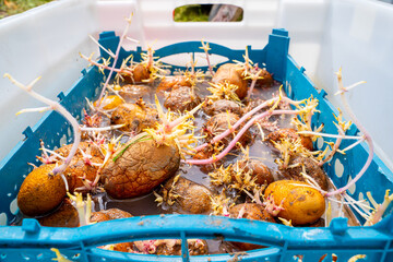A plastic box with sprouted potatoes is immersed in a liquid with a disinfectant