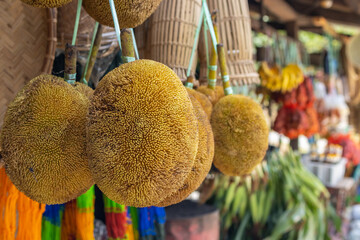 The most famous local tropical fruit of Sabah, Malaysia 
