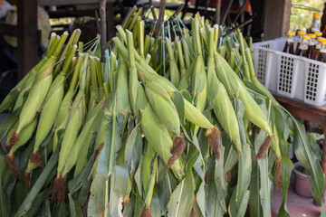 Group of fresh sweet corn