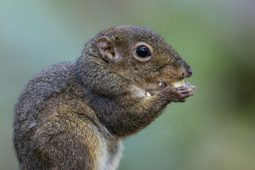 Nature wildlife image of Bornean Mountain Ground Squirrel on deep jungle forest.