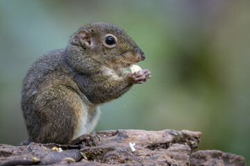 Nature wildlife image of Bornean Mountain Ground Squirrel on deep jungle forest.