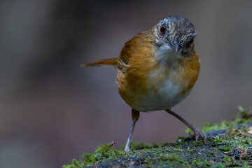 Nature wildlife image of Temminck's Babbler bird on Deep rainforest jungle at Sabah, Borneo