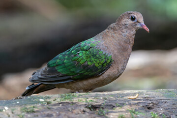 adorable and cute Common emerald dove bird on deep rainforest jungle