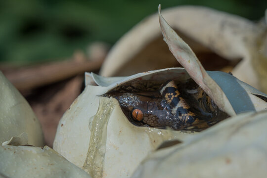 Birth of baby reticulated python hatching from egg on pile of dry leaves, natural bokeh background 	