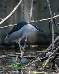 Nature wildlife footage of Black-crowned night heron on a park.