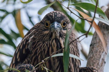 Nature wildlife footage of Black-crowned night heron on a park.