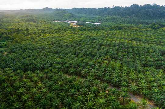Aerial Drone image of beautiful green lush palm oil plantation surrounding rainforest jungle
