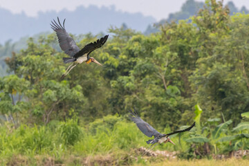 Nature wildlife image of Lesser Adjutant Stork bird on paddy field