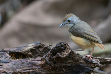 Nature wildlife image of beautiful and cute bird name as Short-tailed babbler
