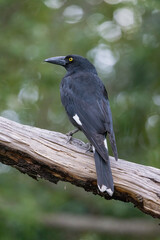 Pied Currawong black bird perched in natural habitat, New South Wales, Australia