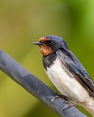 Nature wildlife image of Barn Swallow bird with green background