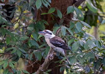 Kookaburra large bird native to Australia perched in residential area