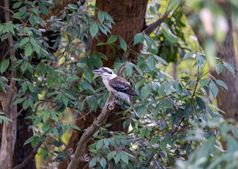 Kookaburra large bird native to Australia perched in residential area