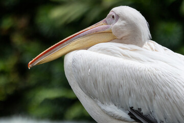 A stunning close-up of a Great White Pelican, showcasing its regal beauty and elegance.