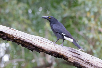 Pied Currawong black bird perched in natural habitat, New South Wales, Australia