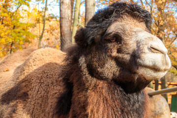 Large brown humped camel on a paddock farm