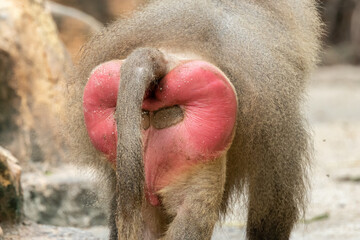 Close-up image of Hamadryas Baboon red ass, a magnificent creature exuding strength and wisdom.