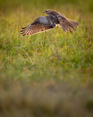 White eyed buzzard or Butastur teesa closeup flying in air with full wingspan taking off from...