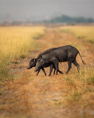 wild Indian boar or Andamanese or Moupin pig or Sus scrofa cristatus family mother and her young...
