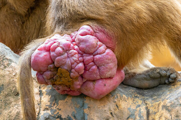 Close-up image of Hamadryas Baboon red ass, a magnificent creature exuding strength and wisdom.