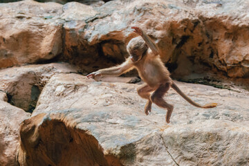 A baby Hamadryas Baboon, a magnificent creature exuding strength and wisdom.