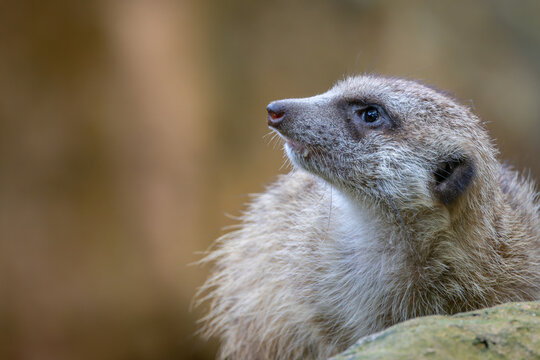 Nature wildlife image of cute Meerkat