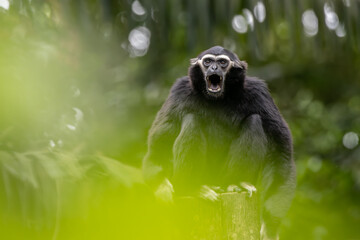 Endearing Pileated Gibbon (Hylobates pileatus) Swinging Through the Forest Canopy - Exquisite...