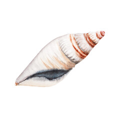 Watercolor seashell illustration isolated on transparent  background. Hand drawn design element perfect for cards, banners, patterns and invitations.