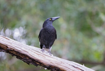 Pied Currawong black bird perched in natural habitat, New South Wales, Australia