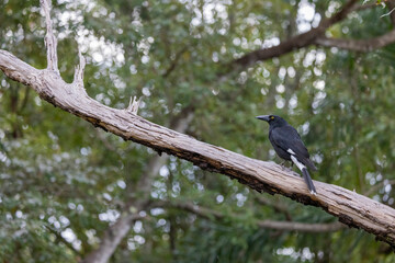 Pied Currawong black bird perched in natural native habitat, New South Wales, Australia