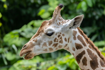 Majestic Giraffe Close-up - Stunning Head Shot of a Graceful Zirafah (Giraffa camelopardalis) - Captivating Wildlife