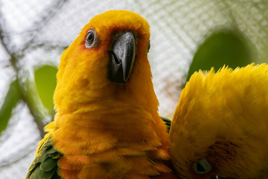 Sweet Moments of Affection - Lovely Parrot Couple Sharing a Kiss - Heartwarming Avian