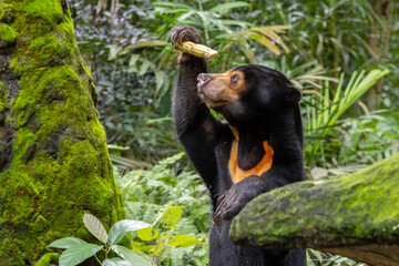 Endearing Sun Bear (Helarctos malayanus) Savoring a Delectable Meal - Captivating Wildlife
