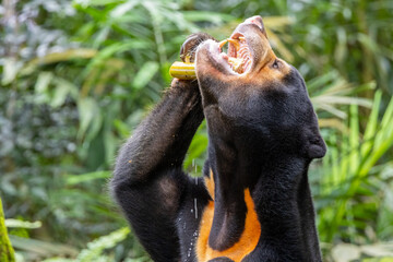 Endearing Sun Bear (Helarctos malayanus) Savoring a Delectable Meal - Captivating Wildlife