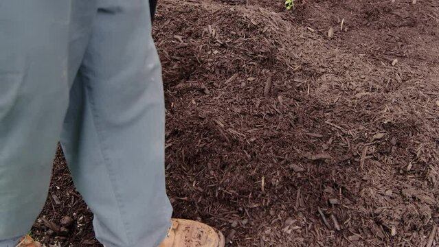 They are leveled with a rake mulch, mulching garden plants with tree bark mulch. Landscape maintenance. Close up