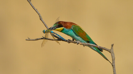 European Bee-eater with food on beak