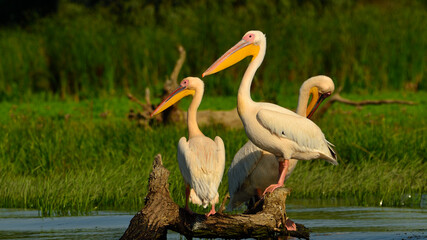 Group of White Pelicans in sunset light
