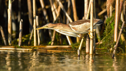 Little Bittern searching for food