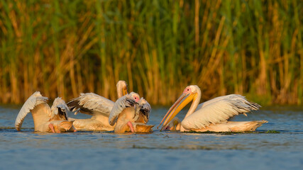 Group of White Pelicans fishing to the Danube Delta