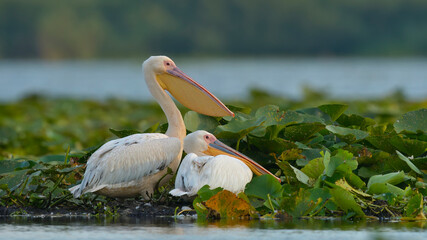 Two White Pelicans Resting on Water Lily Pads