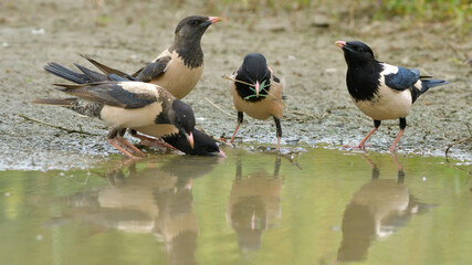 Rosy Starlings drinking water