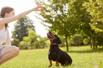 a young girl trains a dachshund dog in the park on a sunny day, a dog with a bone - obrazy, fototapety, plakaty