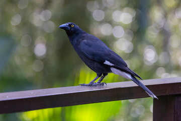 Pied Currawong black bird perched in natural habitat, New South Wales, Australia