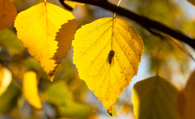 A fly sits on a golden autumn leaf of a tree