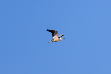 White faced heron seen in flight over the Tweed River inlet, New South Wales, Australia