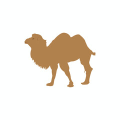 Vector illustration of old male camel white background. Suitable for product logos and animal icons.